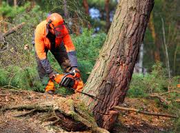 Best Fruit Tree Pruning  in Troy, AL