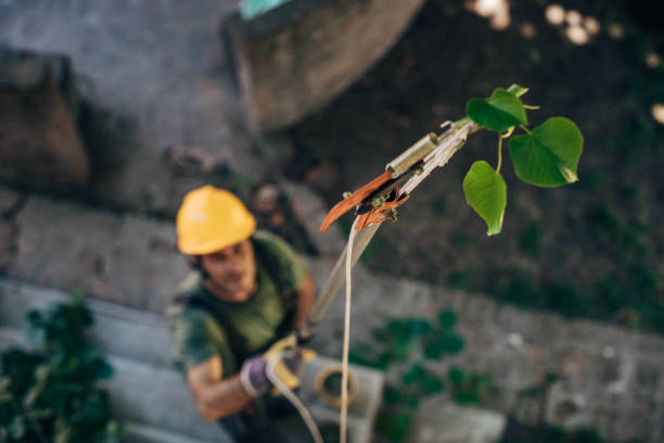 Best Tree Trimming and Pruning  in Troy, AL