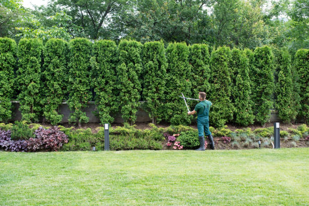 Best Hedge Trimming  in Troy, AL