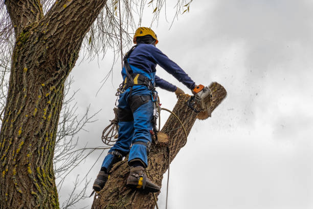 Best Utility Line Clearance  in Troy, AL