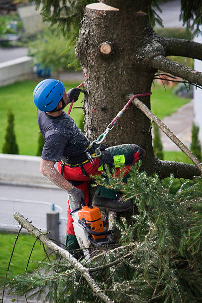 Best Storm Damage Tree Cleanup  in Troy, AL