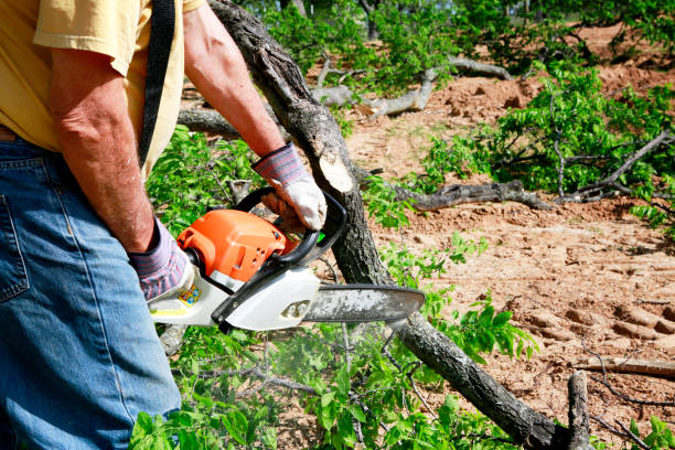 Best Firewood Processing and Delivery  in Troy, AL